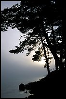 Sun rising behind tree in fog, Woodenfrog, Kabetogama Lake. Voyageurs National Park ( color)