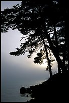 Sun rising behind tree in fog, Woodenfrog, Kabetogama Lake. Voyageurs National Park, Minnesota, USA.