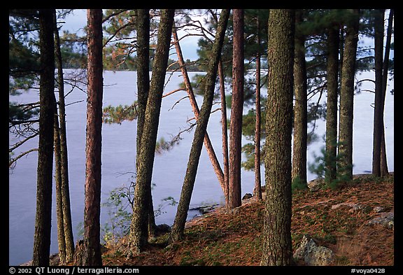 Pine trees, Woodenfrog. Voyageurs National Park (color)