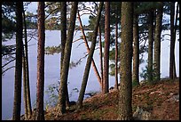 Pine trees, Woodenfrog. Voyageurs National Park, Minnesota, USA.