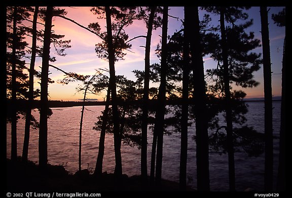 Pine trees silhouettes at sunset, Woodenfrog. Voyageurs National Park (color)