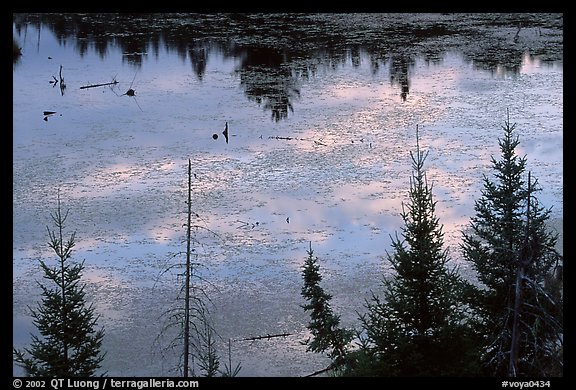Beaver pond reflexions and conifers. Voyageurs National Park, Minnesota, USA.