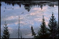 Beaver pond reflections and conifers. Voyageurs National Park, Minnesota, USA. (color)