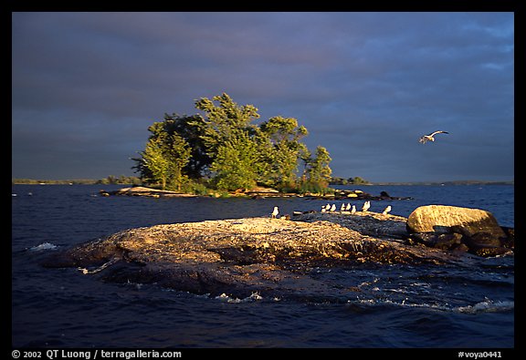 Islands and birds, Kabetogama lake. Voyageurs National Park, Minnesota, USA.