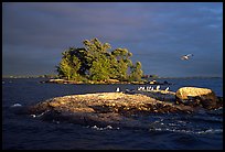 Islands and birds, Kabetogama Lake. Voyageurs National Park, Minnesota, USA.