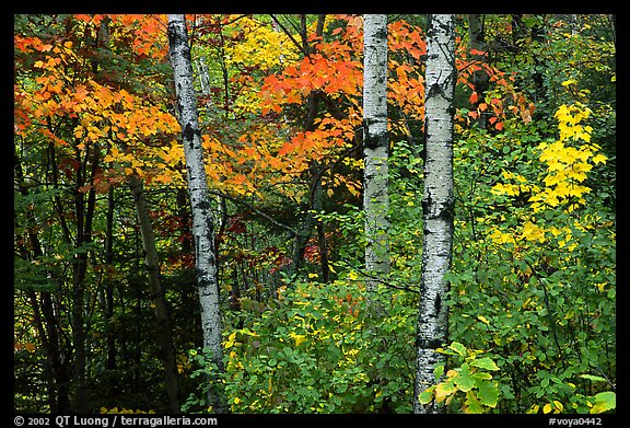 Trees in fall foliage. Voyageurs National Park (color)