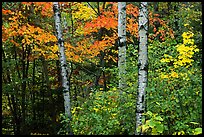 pictures of Voyageurs Fall Colors