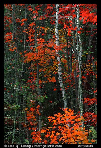 Trees in fall colors. Voyageurs National Park, Minnesota, USA.
