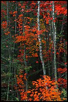 Trees in fall colors. Voyageurs National Park, Minnesota, USA. (color)