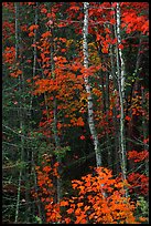 Trees in fall colors. Voyageurs National Park ( color)