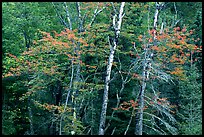 Trees in early fall color. Voyageurs National Park ( color)