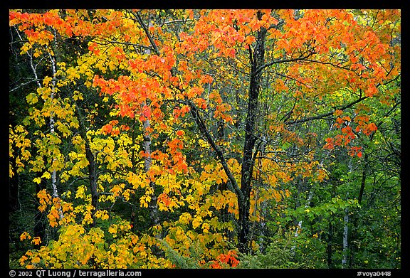 Trees in autumn foliage. Voyageurs National Park, Minnesota, USA.