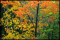 Trees in autumn foliage. Voyageurs National Park, Minnesota, USA. (color)