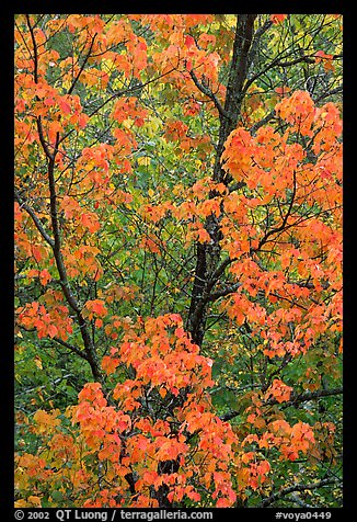 Trees in autumn color. Voyageurs National Park (color)