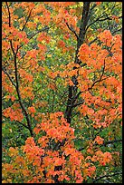 Trees in autumn color. Voyageurs National Park, Minnesota, USA.