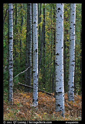 Birch tree trunks. Voyageurs National Park, Minnesota, USA.