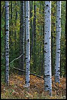 Birch tree trunks in autumn. Voyageurs National Park, Minnesota, USA.