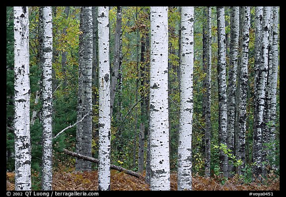 Birch tree forest in autumn. Voyageurs National Park, Minnesota, USA.