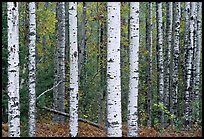 Birch tree forest. Voyageurs National Park, Minnesota, USA. (color)