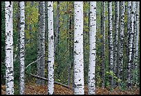 Birch tree forest. Voyageurs National Park, Minnesota, USA. (color)
