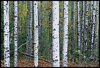 Birch tree forest in autumn. Voyageurs National Park, Minnesota, USA.