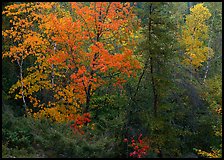 Mixed trees in fall color. Voyageurs National Park, Minnesota, USA.