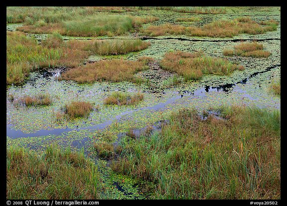 Grasses and marsh. Voyageurs National Park (color)