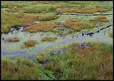 Grasses and marsh. Voyageurs National Park, Minnesota, USA. (color)