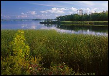 Aquatic grasses and lake, Black Bay. Voyageurs National Park, Minnesota, USA. (color)