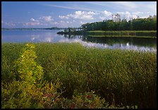 Aquatic grasses and lake, Black Bay. Voyageurs National Park, Minnesota, USA.