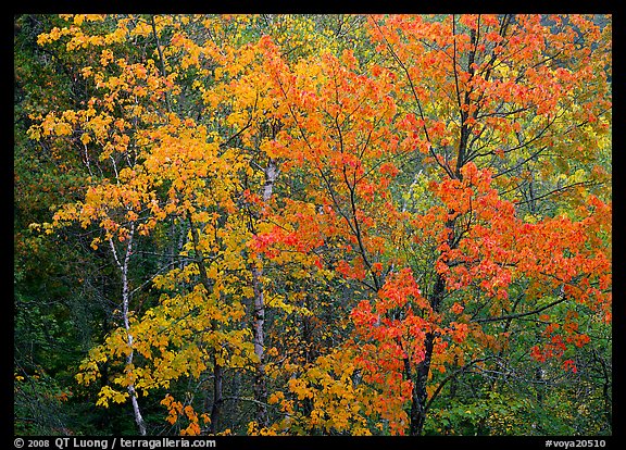 Yellow and orange leaves on trees. Voyageurs National Park, Minnesota, USA.