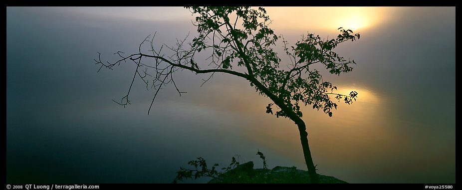 Tree on foggy lakeshore with sun behind. Voyageurs National Park (color)