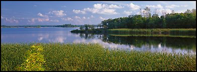 Reeds on lakeshore. Voyageurs National Park, Minnesota, USA.