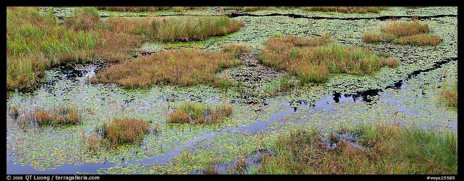Beaver marsh and reeds. Voyageurs National Park (color)
