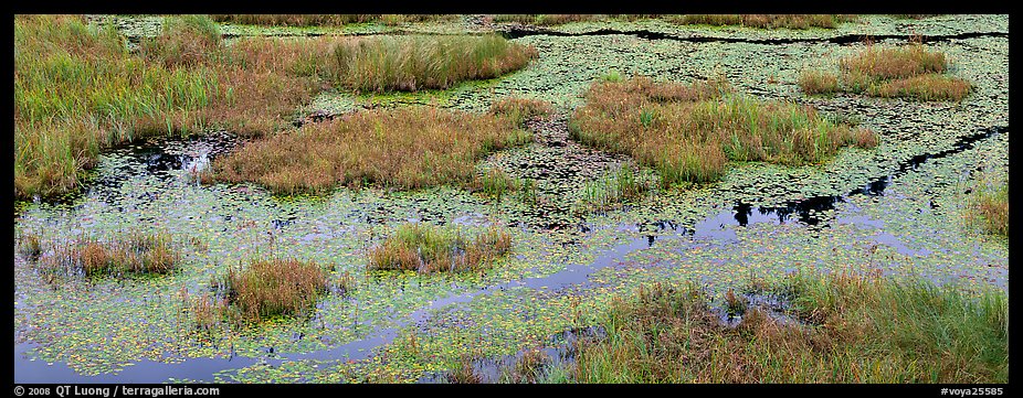 Beaver marsh and reeds. Voyageurs National Park, Minnesota, USA.