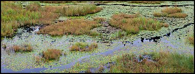 Beaver marsh and reeds. Voyageurs National Park, Minnesota, USA. (color)