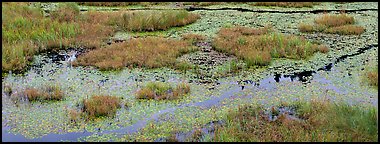 Beaver marsh and reeds. Voyageurs National Park (Panoramic color)