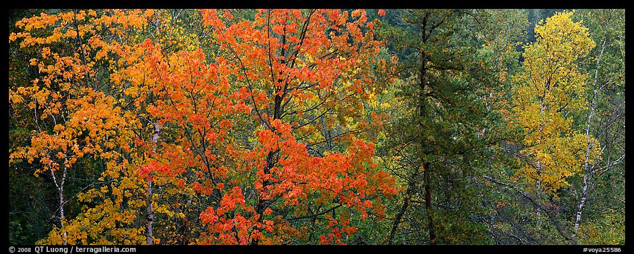 Mixed tree forest in the fall. Voyageurs National Park (color)