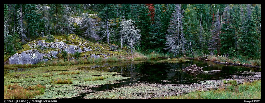 Marsh and north woods forest. Voyageurs National Park (color)