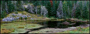 Marsh and north woods forest. Voyageurs National Park (Panoramic color)