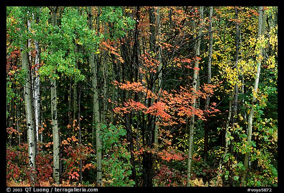 Mixed forest in autumn. Voyageurs National Park, Minnesota, USA.