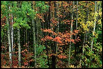 Mixed forest in autumn. Voyageurs National Park, Minnesota, USA. (color)