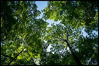 Looking up summer trees. Voyageurs National Park ( color)