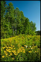 Summer wildflowers and trees, Ash River. Voyageurs National Park ( color)