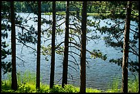 Trees bordering Blind Ash Bay. Voyageurs National Park ( color)