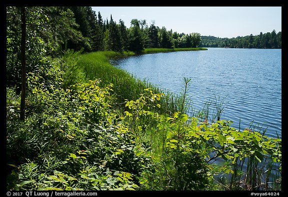 Blind Ash Bay. Voyageurs National Park (color)