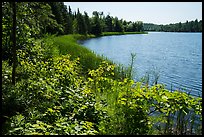 Blind Ash Bay. Voyageurs National Park ( color)