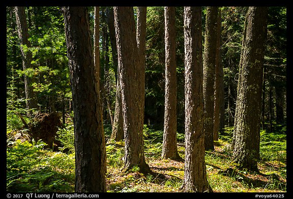 Tree trunks, Blind Ash Bay Trail. Voyageurs National Park (color)