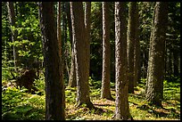 Tree trunks, Blind Ash Bay Trail. Voyageurs National Park ( color)