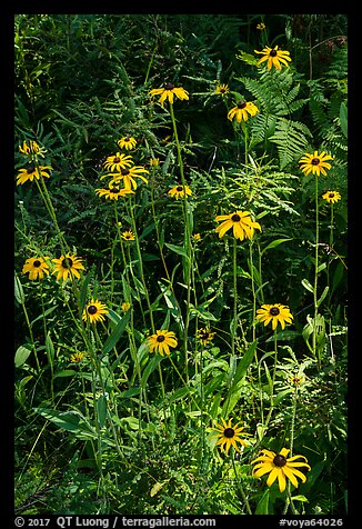Sunflowers. Voyageurs National Park (color)